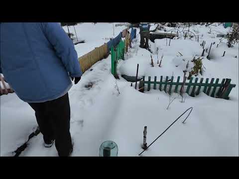 Видео: В первые в жизни так копаю морковь // Наша дача в октябре Мы в шоке#вгостяхунатальи