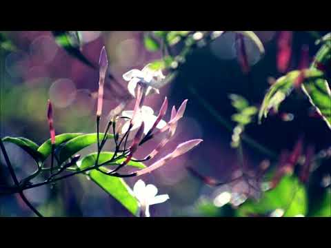 Видео: Живи как живёшь (Барда)