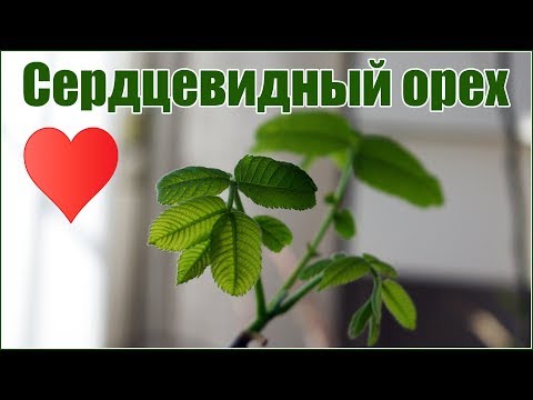 Видео: Сердцевидный орех - размножение - как посадить орех