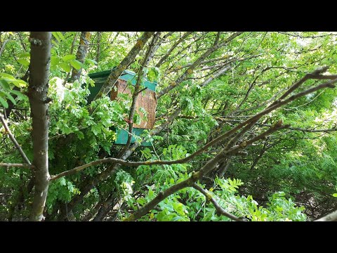 Видео: Как поймать рой пчел.Пчелиный ВОЛК в ловушке.Ловля роя.