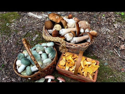 Видео: ГРИБЫ ЛЕЗУТ НА ДОРОГУ, НАЧАЛО ВОЛНЫ БЕЛЫХ ГРИБОВ ПОСЛЕ ЖАРЫ! Сбор грибов июль 2025