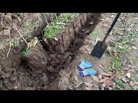 Видео: КОПАЮ САДЖАНЦі ХУРМИ