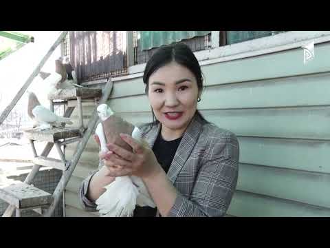 Видео: Бийчи көгүчкөндөр