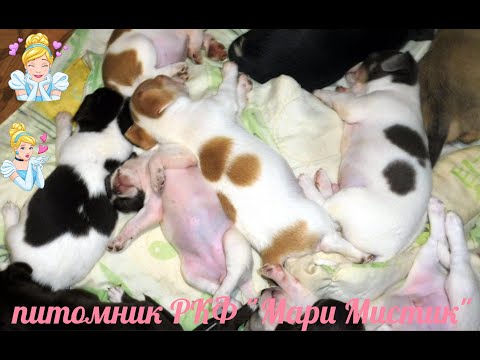 Видео: ГДЕ и КАК выбрать и купить ЗДОРОВОГО щенка ЧИХУАХУА ? 07/08/2022/ ПРОДАЮ 39 щенков  РАЗНОГО возраста