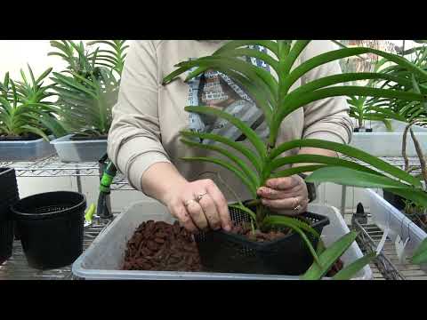 Видео: Как посадить ванду?