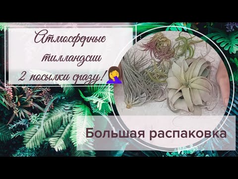Видео: Распаковка. 2 посылки с атмосферными тилландсиями.