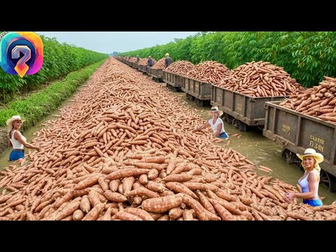 Видео: Массовая УРОЖАЙНАЯ гонка 2025 года — как фермеры собирают миллионы тонн фруктов и овощей!