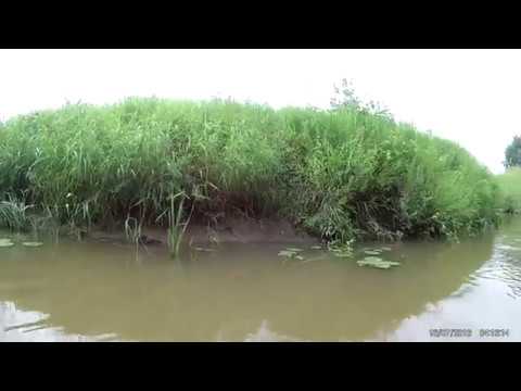 Видео: Нёмда костромская