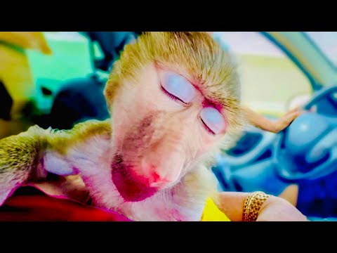 Видео: Мы едем из клиники домой,Маня уснула.А Степа НАСТОЯЩИЙ ГАМАДРИЛ и он ведет себя с Маней как гамадрил