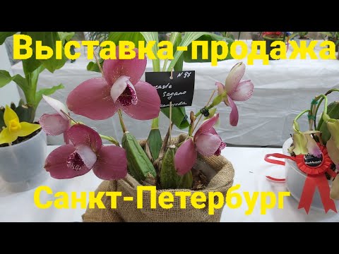 Видео: Выставка орхидей Fan orchid. Осень 25.Санкт-Петербург.#орхидеи #orchid #выставкаорхидей