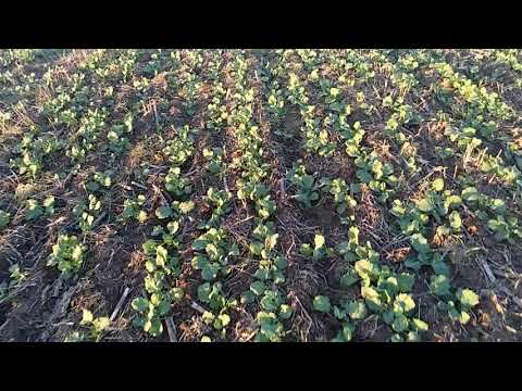 Видео: 16.10.2018. NO-TILL! Озимый рапс и рожь!