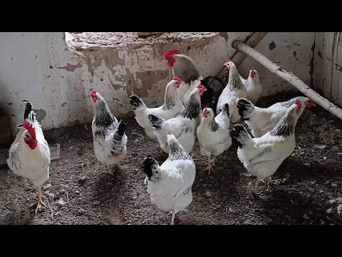 Видео: Уй Шароитида ТОВУК Бокиш Тоджон Адлер Лигорин Хашаки Тоджон Адлер Курк булди