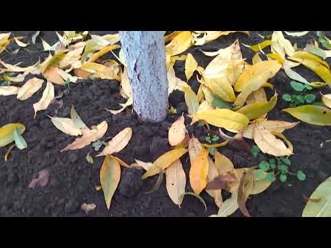 Видео: Немного о чертовщине в садоводстве и лже практикующих кандидатах сельхоз наук, 13 ноября. 