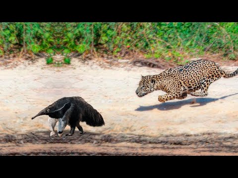 Видео: Этот Ягуар Был Обречен! Редкие Сражения Животных , Снятые на Камеру