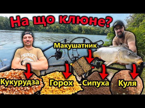 Видео: Батл прикормок на Дніпрі ● Що вибере КОРОП?  ● RoMaX Fishing ●