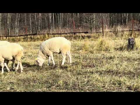 Видео: Овцы Тексель