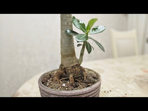 Видео: Пересадка двухлетнего черенка адениума - неожиданная находка.
