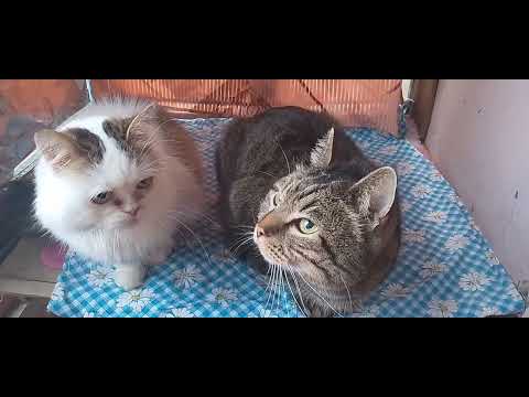 Видео: КАФЕ РАБОТАЕТ ВСЕГДА!🌳🥩ФЭЙС КОНТРОЛЬ!🙀🐦"КОШКИ НА БАЛКОШКЕ!🐱🥰