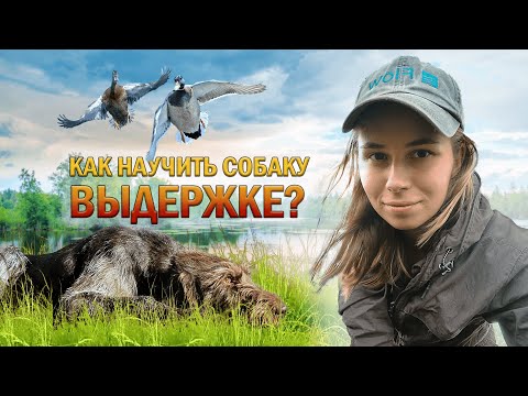 Видео: Как научить охотничью собаку выдержке / How to teach a hunting dog endurance