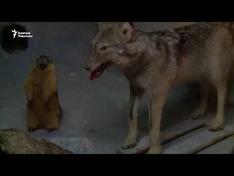 Видео: Сары-Челектин тагдыры