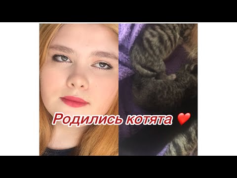 Видео: Родились котята 🐈‍⬛