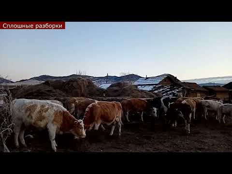 Видео: Зимнее утро в бурятской деревне. Папа кормит и поит коров