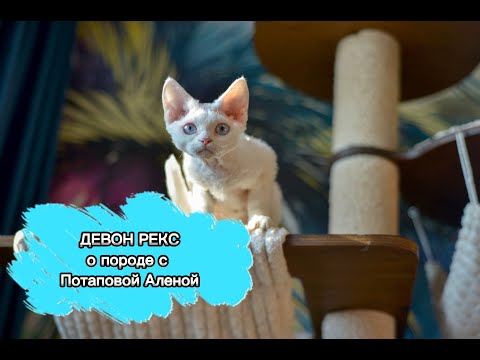 Видео: о породе Девон Рекс с ветеринарным врачом Потаповой Аленой