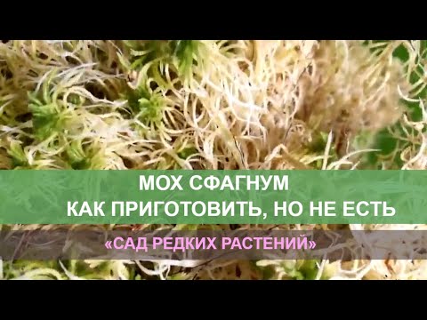 Видео: Мох сфагнум. Применение для цветов, покупка, обработка, хранение.