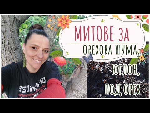 Видео: Орехи в градината-юглон, митове за растенията под орехите, мулчиране с, компостиране на орехова шума