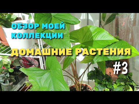 Видео: Обзор коллекции домашних растений ч.3