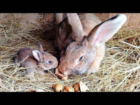 Видео: Топинамбур (земляная груша) для кроликов! Стоит ли ее давать кроликам!? [польза и вред]