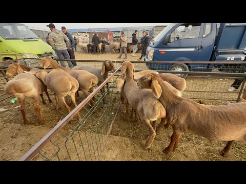 Видео: Кой базар сокулук мал базары 
