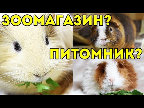 Видео: ГДЕ КУПИТЬ МОРСКУЮ СВИНКУ: Питомник Или Зоомагазин?