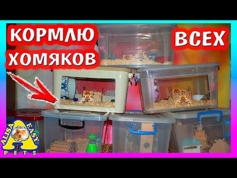 Видео: УТРО МОИХ ПИТОМЦЕВ / КОРМЛЮ ВСЕХ ХОМЯКОВ / РАСПАКОВКА / 1 часть / Alisa Easy Pets