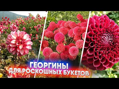 Видео: Георгины для роскошных букетов