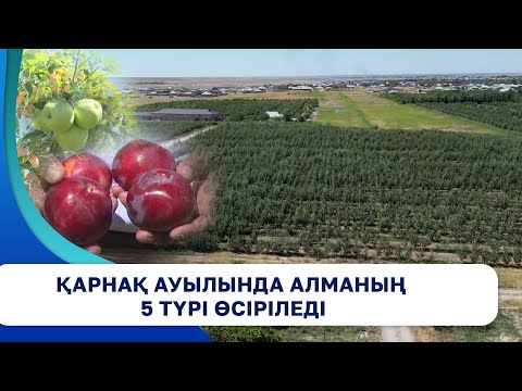 Видео: Қарнақ ауылында алманың 5 түрі өсіріледі