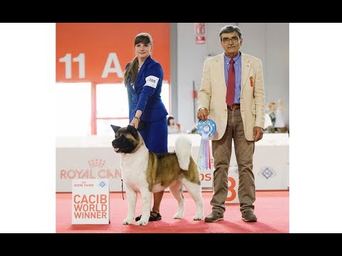 Видео: Экстерьер американской акиты с позиции биомеханики и золотого сечения. Ерусалимский Е.Л.