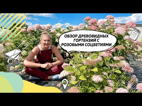 Видео: Гортензия | Гортензия древовидная | Сорта гортензии | Гортензия описание | @leskovo.pitomnik