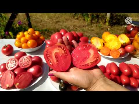 Видео: Томатні підсумки 2021. Огляд сортів .  Збираємо насіння з томатів - правильно.