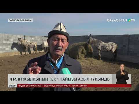 Видео: 4 млн жылқының тек 1 пайызы асыл тұқымды