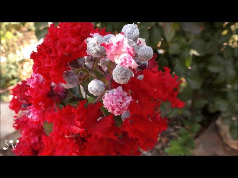 Видео: Lagerstroemia / Лагерстрёмия / לגרסטרמיה