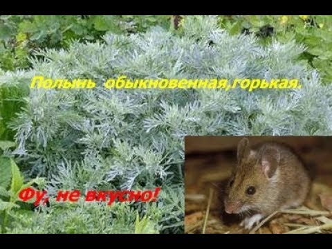 Видео: Норы в земле. Водяная крыса. Полынь. Часть 2.