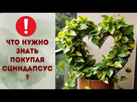 Видео: Что нужно знать покупая сциндапсус? @marinaqueen9988