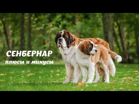 Видео: СЕНБЕРНАР. Плюсы и минусы Saint Bernard