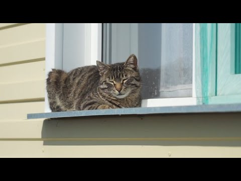 Видео: Моңғолиядан солтүстікке көшіп келген қандастар мамандығы бойынша жұмысқа тұрды