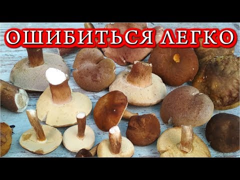 Видео: КАК ОТЛИЧИТЬ БЕЛЫЕ ГРИБЫ ОТ КОВАРНЫХ ЖЕЛЧНЫХ