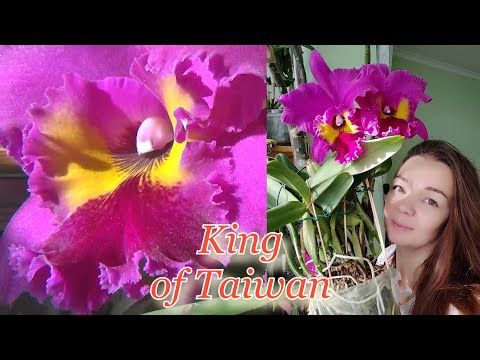 Видео: Ну очень красивый цветок получился, ароматный и даже очень. 👑King of Taiwan