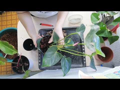Видео: Антуриум, укореняла во мху воздушные корни. Несколько вариантов пересадки.