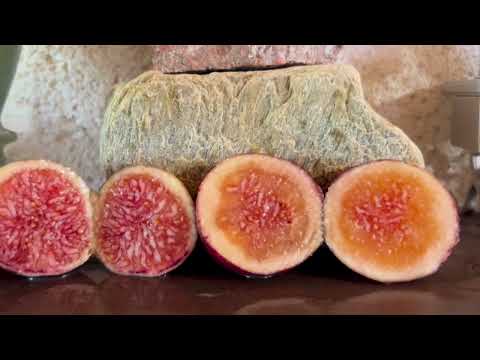 Видео: Ficus Carica. Figs. Инжир. Дегустация Zaffiro (F.L), Saint Francisco (F.L),  BB10, NdA, VdSollies