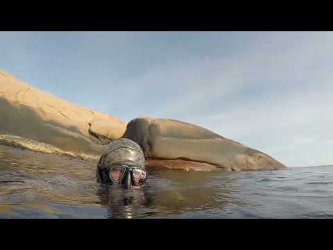 Видео: Norway, spearfishing, North sea. Літо 2025. Підводне полювання.3 частина.